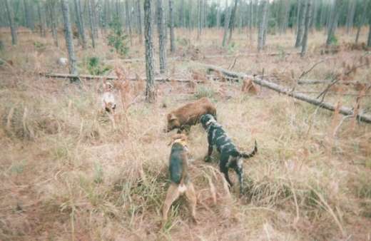 Hogs & Dogs, Working For A Living