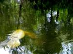 Manatee-13_446X335.jpg