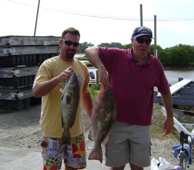 Two Nice Cedar Key Grouper