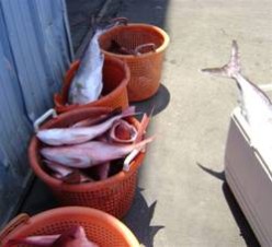 A Little Of Everything