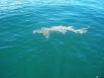 Nurse shark coming to the boat