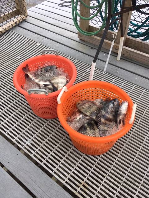 Two baskets of Sheepshead caught with Captain John