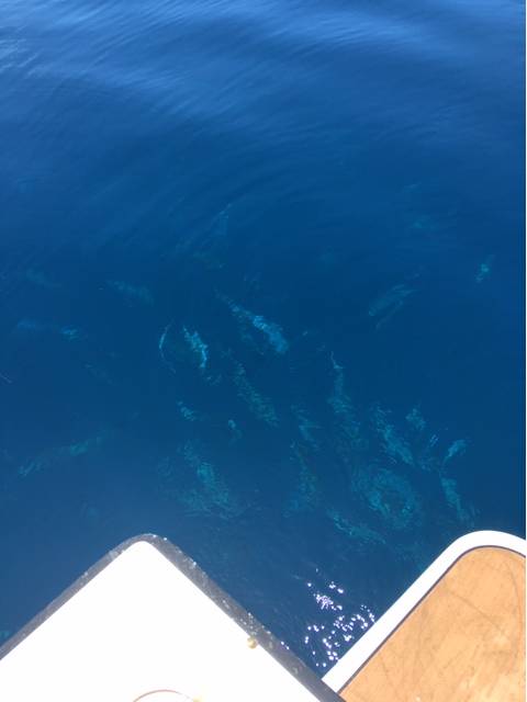 CAPT HAD THE FISH COMING TO THE TOP