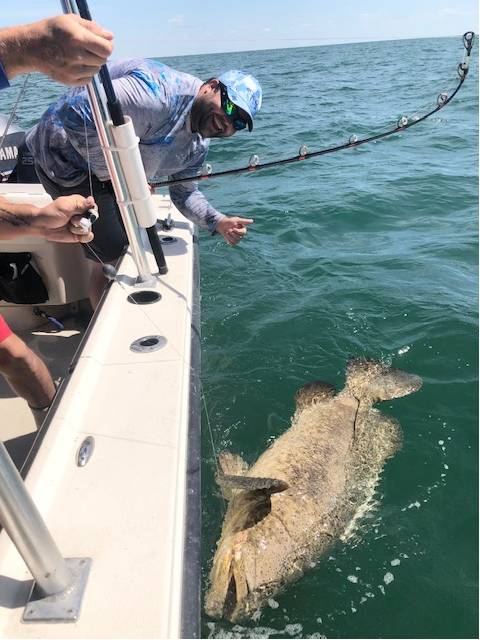 Worth The Work, Andy's 100 plus lb Goliath Grouper, What A Battle!