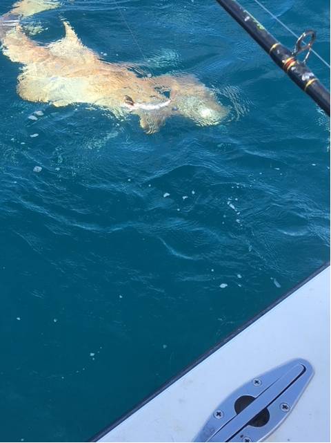 Another big nurse shark with Captain John