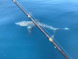 Austin caught a monster sandbar shark with Captain john