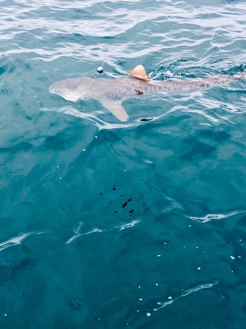Nice Tiger Shark Caught & Released With Captain John