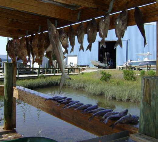 The More Of Another Catch Out Of Cedar Key Florida