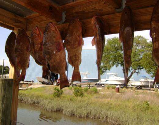 The Catch Out Of Cedar Key Florida