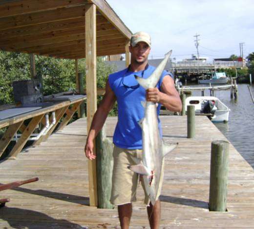 Cedar Key Black Tip Shark
