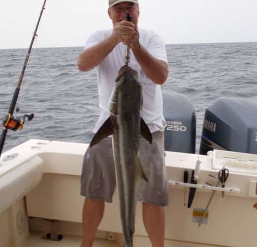 Ceder Key Cobia Caught with Hookedup Charters 