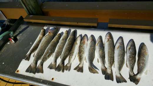Nice limit for Capt Kyle's Charter