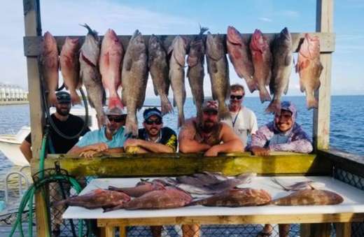 The Tree Guy's 2nd trip and  they did it again,  good job guys