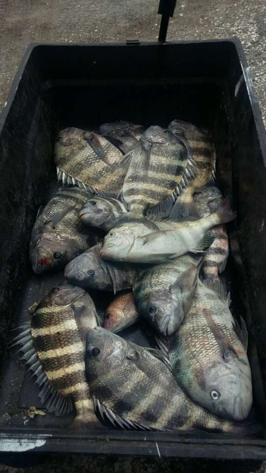 Daniel's crew's catch of nice sheepshead