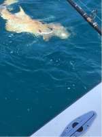 Another big nurse shark with Captain John