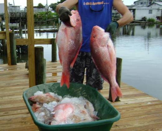 Two Good Lookin Cedar Key Red Snapper ...