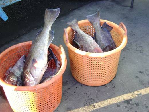 Two bucket loads of fish