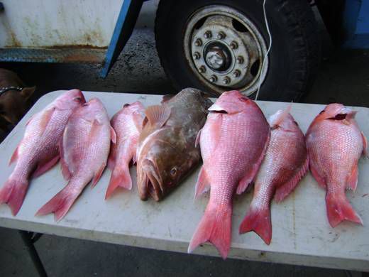 Cedar Key Red Snapper & A Grouper