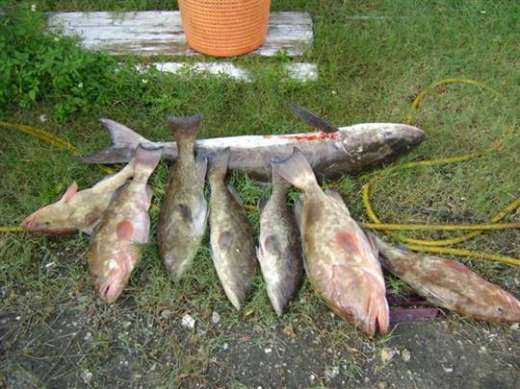 This is a pretty picture