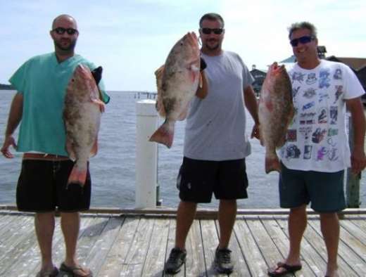 Three Nice Cedar Key Grouper
