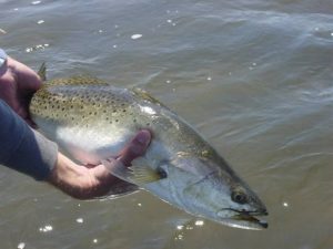 Steinhatchee Florida Trout