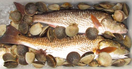 062811-stein-trout-scallops | Outdoor Update